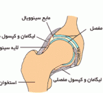 کلیات آناتومی مفصل ران در ناحیه لگن